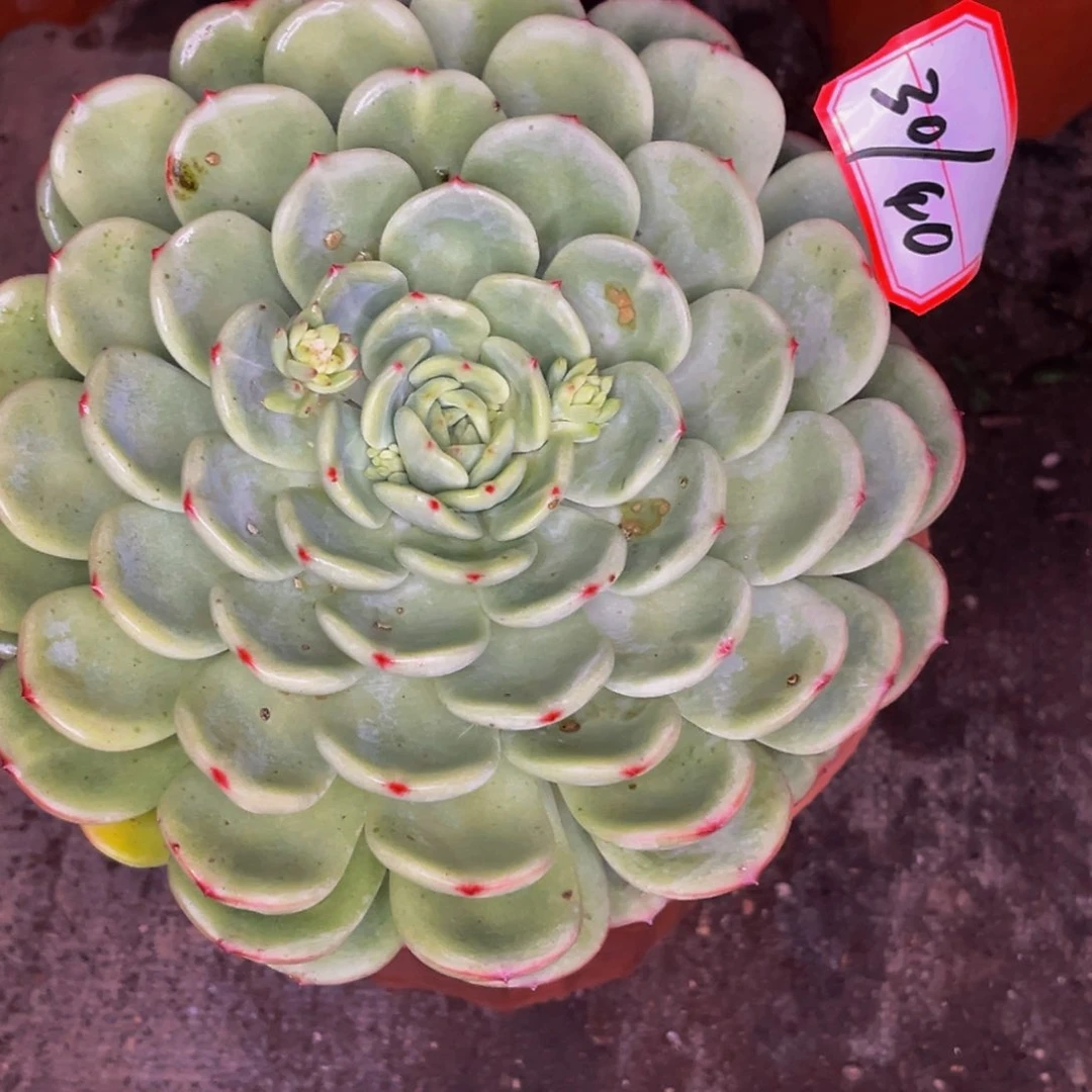 30-40号三文鱼老桩