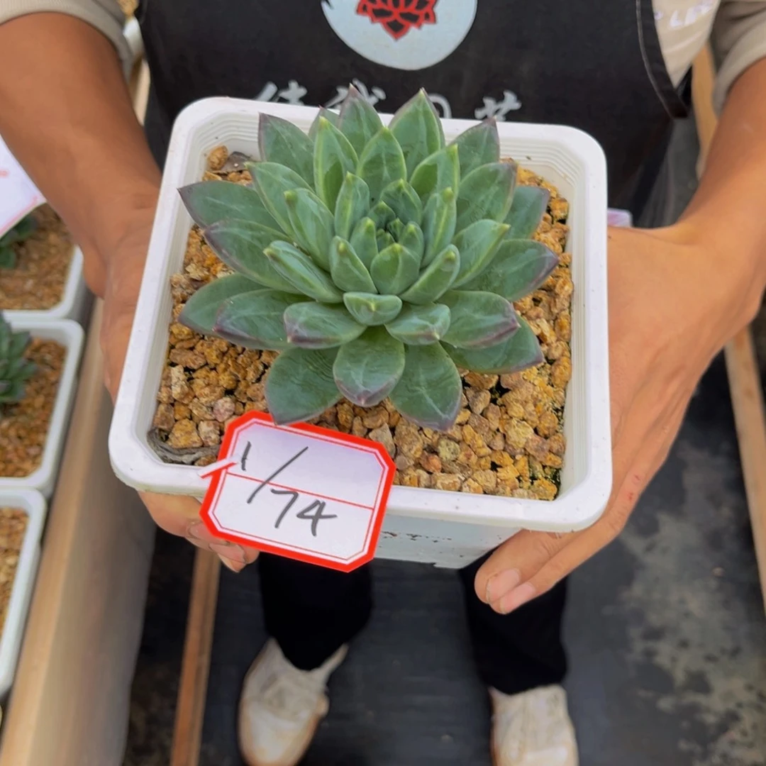 1-74号下午美人多肉植物