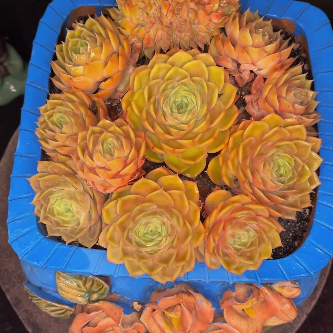 小姐姐的昂斯诺缀化