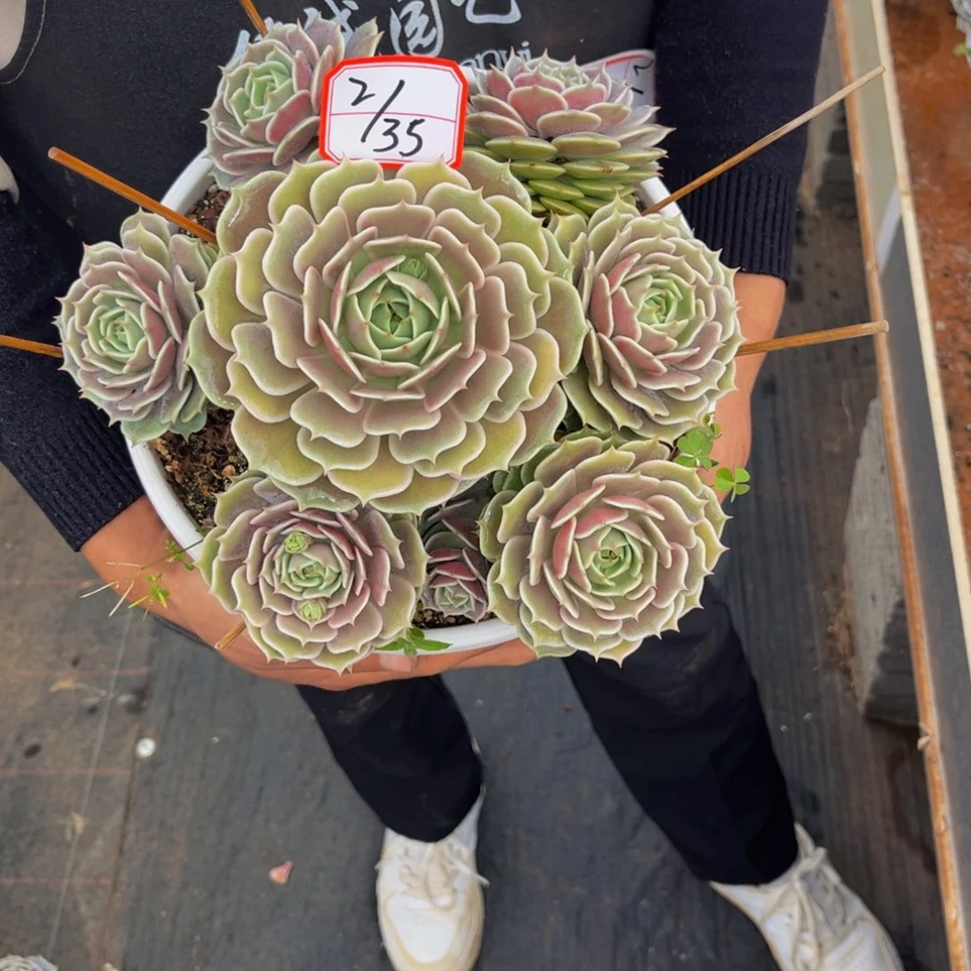 2-35号上午露娜连群生多肉