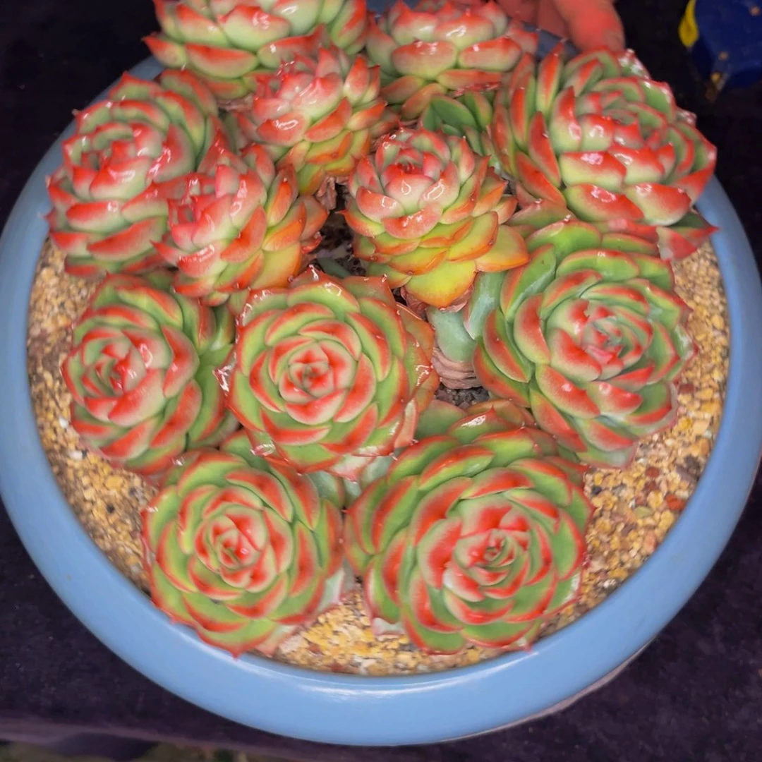 小姐姐的法兰西玫瑰