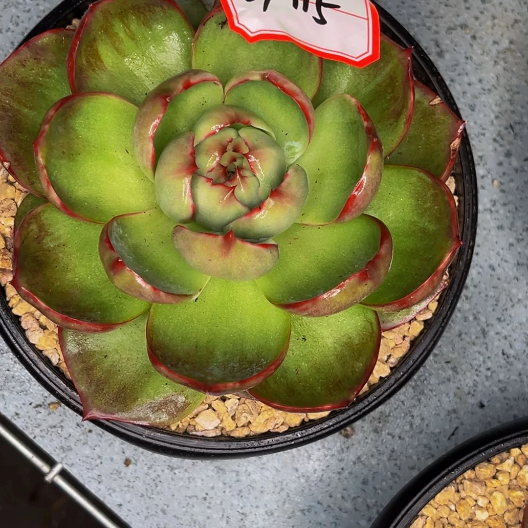 我**?2-115号晚上惊鸿仙子多肉