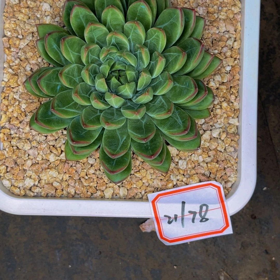 21-78号美人杂交系列