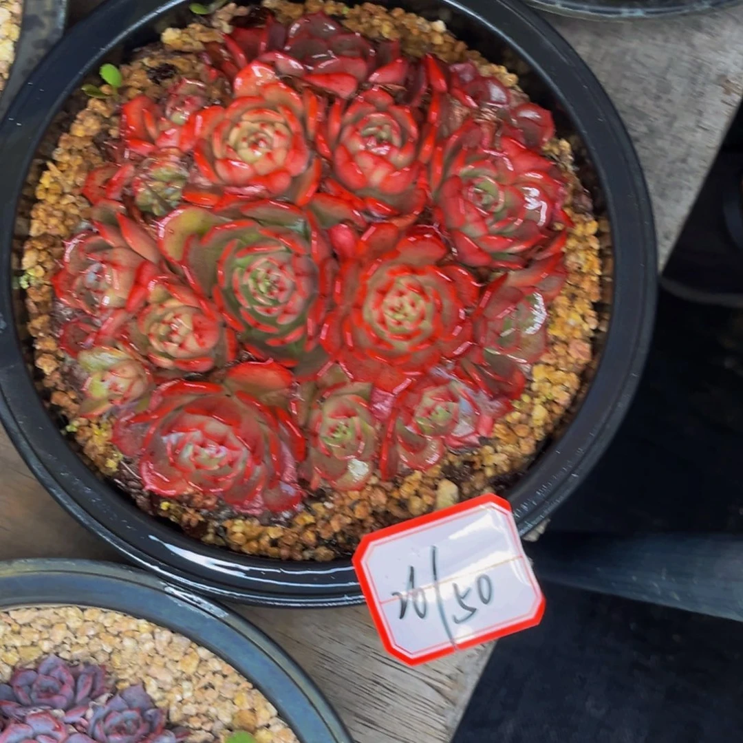 26-50号劳伦斯多肉群生