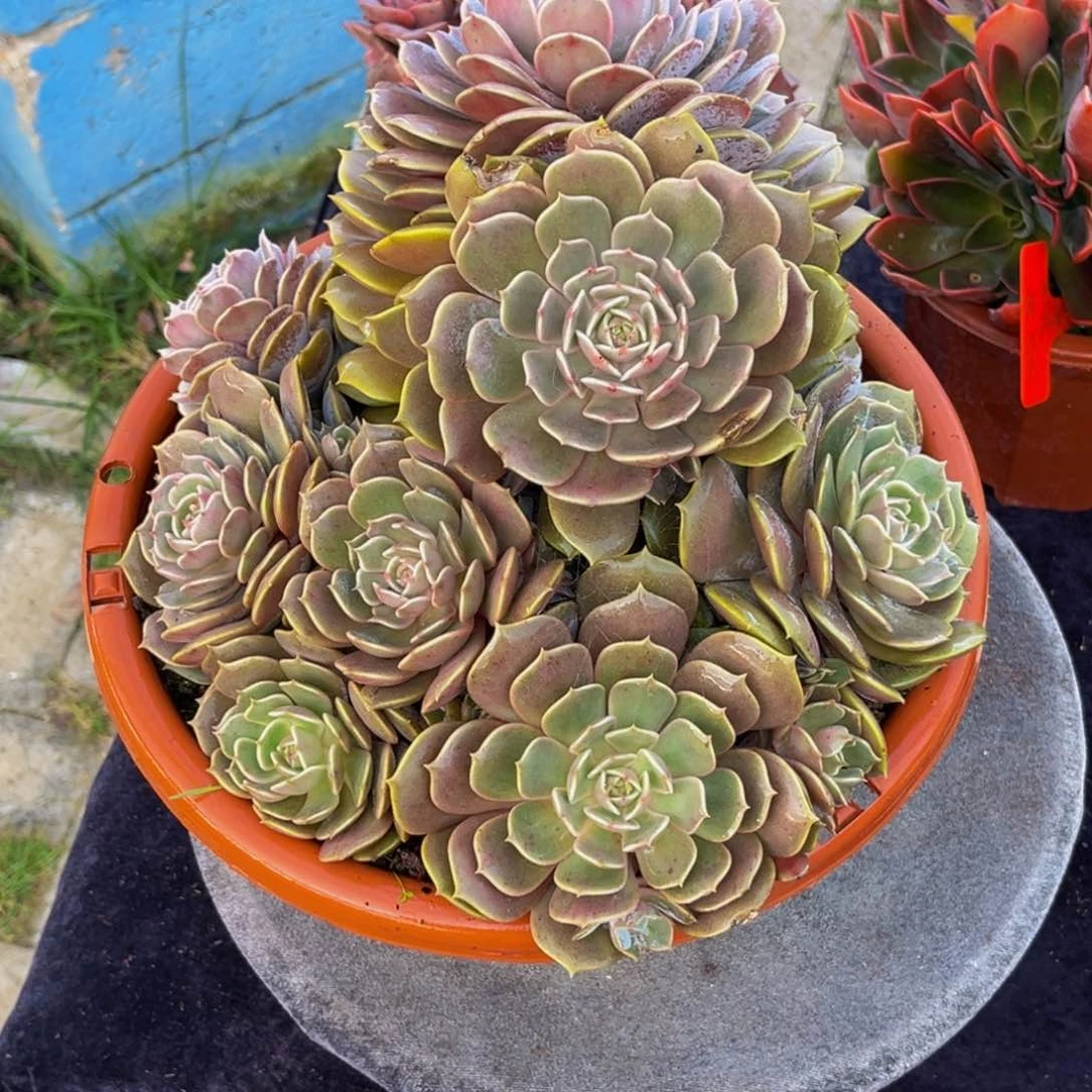 小姐姐的露娜连群生多肉