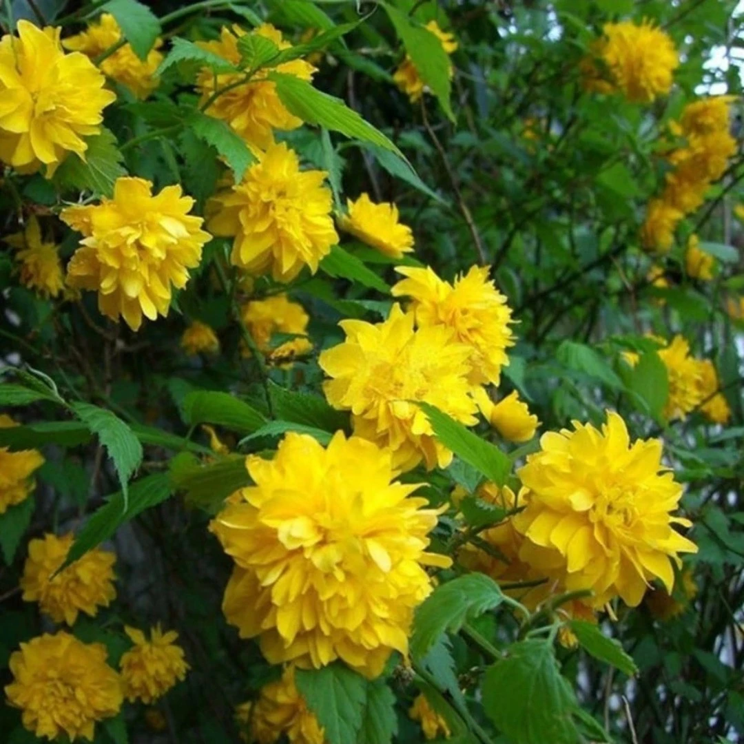 棣棠花苗丛生攀援植物庭院盆栽地栽耐寒耐热好养活