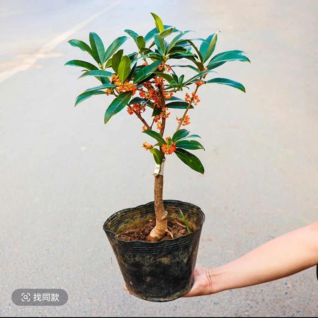 嫁接桂花苗盆栽室内外阳台庭院浓香花卉绿植金贵丹
