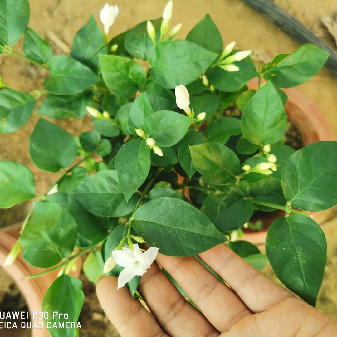 笔尖茉莉 丛生一盆多颗的 带花苞发货茉莉花白色