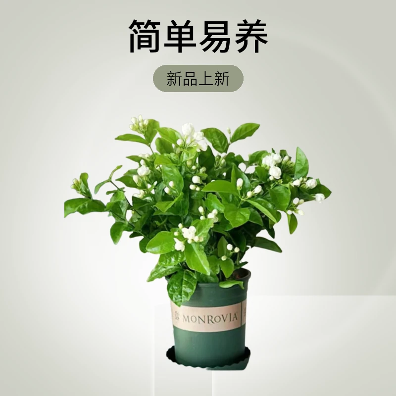 香水茉莉花 茉莉苗  带花苞 重瓣浓香型白色特香夏季