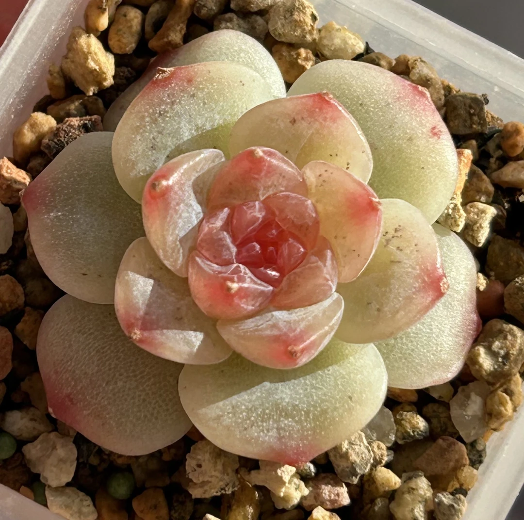 多肉植物6号链接一物一拍（非偏远地区38包邮）