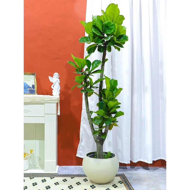 大叶琴叶榕盆栽室内老桩大型北欧绿植花卉棒棒糖办公室净空气植物