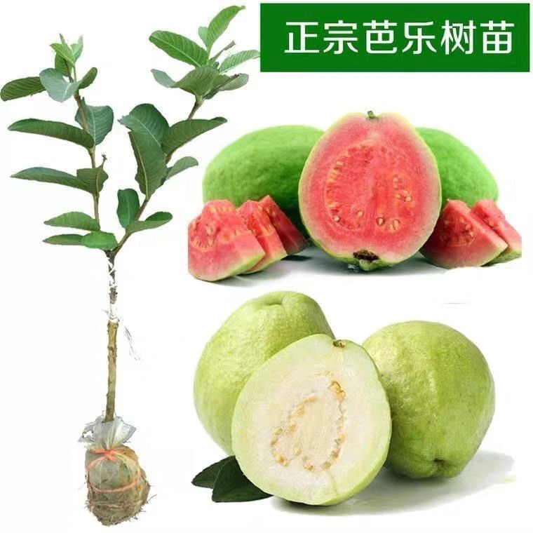四季番石榴红心芭乐嫁接苗珍珠白西瓜红心红宝石庭院大果南方种植