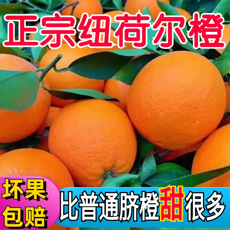 巫山恋橙《曲尺纽荷尔》