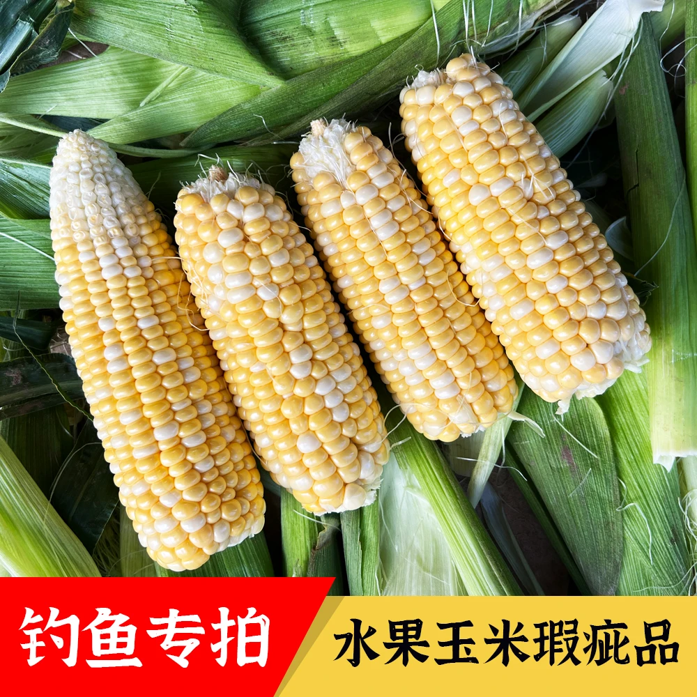 【钓鱼果】云南水果甜玉米瑕疵品净重9斤新鲜甜脆打窝饵料单色双色