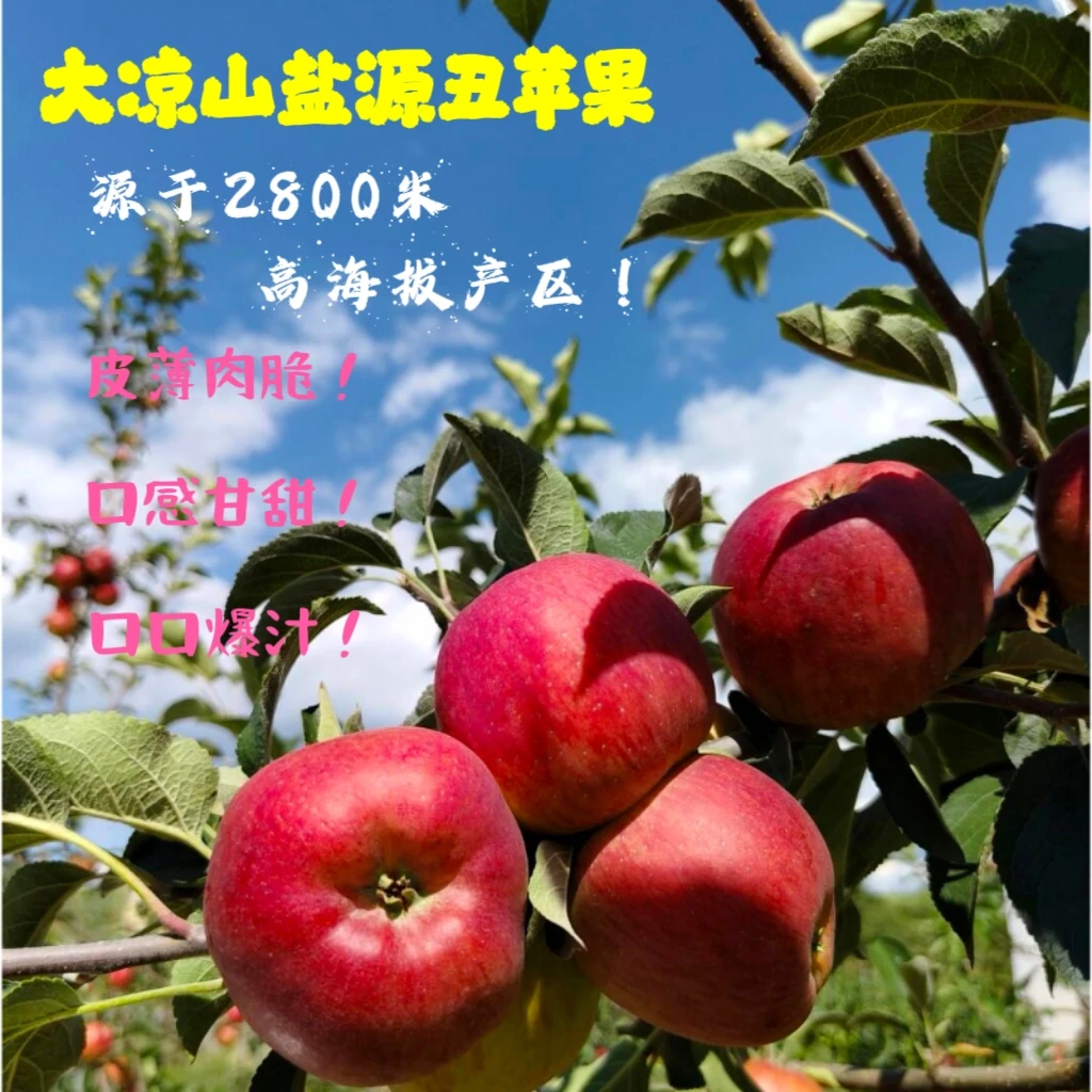 四川【大凉山盐源】糖心苹果（精品果王）