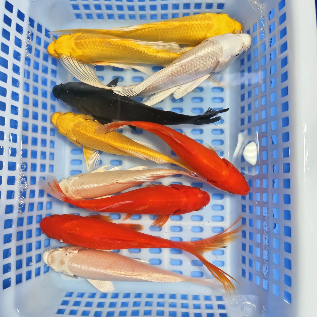 【10条全家福搭配】10-12CM锦鲤草金搭配观赏鱼冷水鱼好养耐活