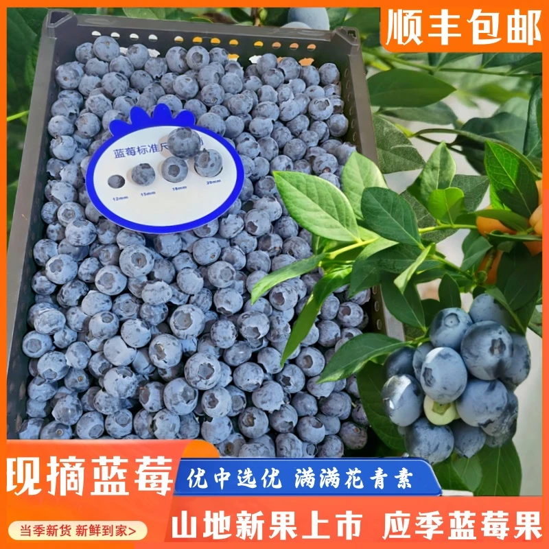 山地蓝莓鲜果大果15mm-18mm-/4/盒/8盒当季新鲜蓝莓酸甜现摘现发