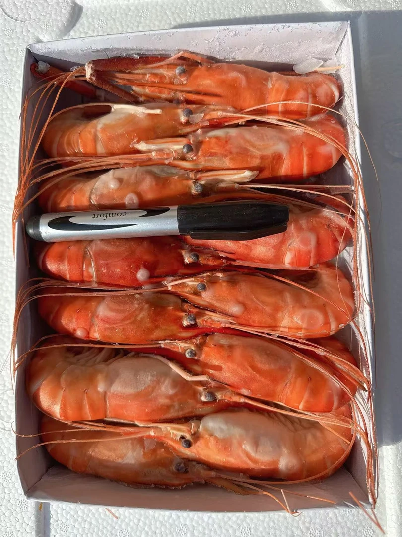 新鲜熟冻大头虾速冻罗氏虾 750g一盒