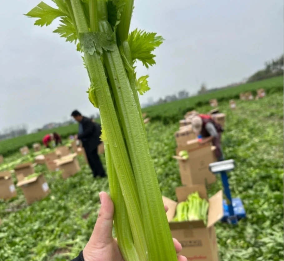 河南农家去叶榨汁专用多汁自种芹菜去头5斤装