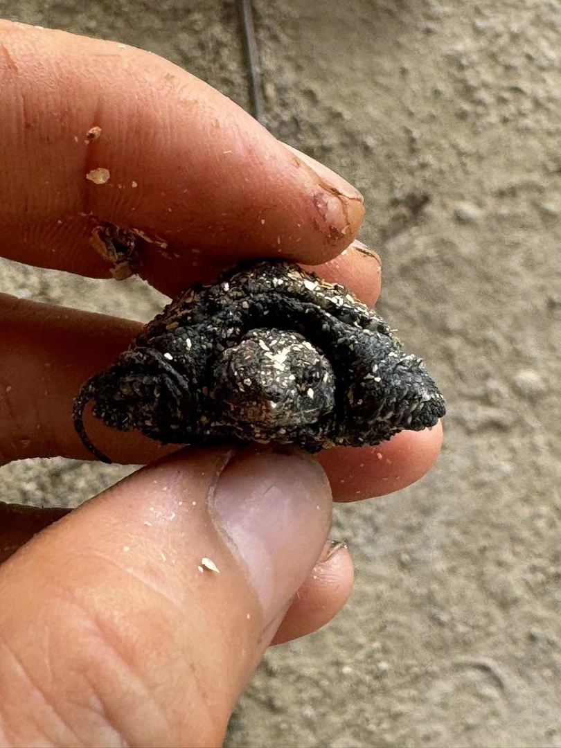 XIA人工养殖纯佛鳄爆刺佛小鳄苗子乌龟宠物佛罗里达拟鳄