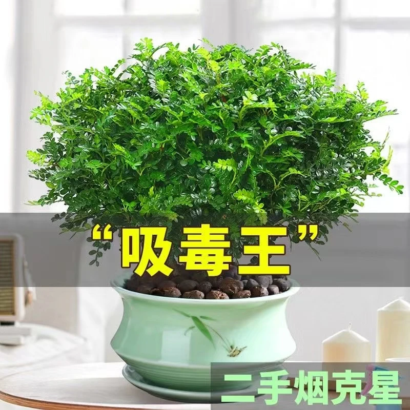驱蚊虫清香木盆栽正宗胡椒木花卉绿植四季好养净化空气吸甲醛植物