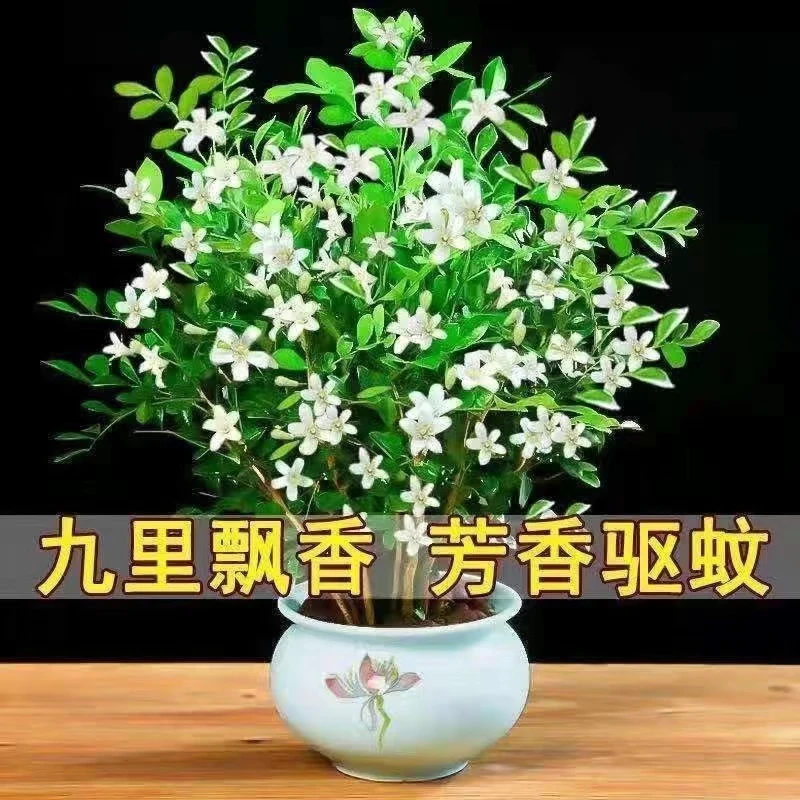 【带花苞】四季开花九里香盆栽室内花卉绿植阳台驱蚊驱虫吸甲醛