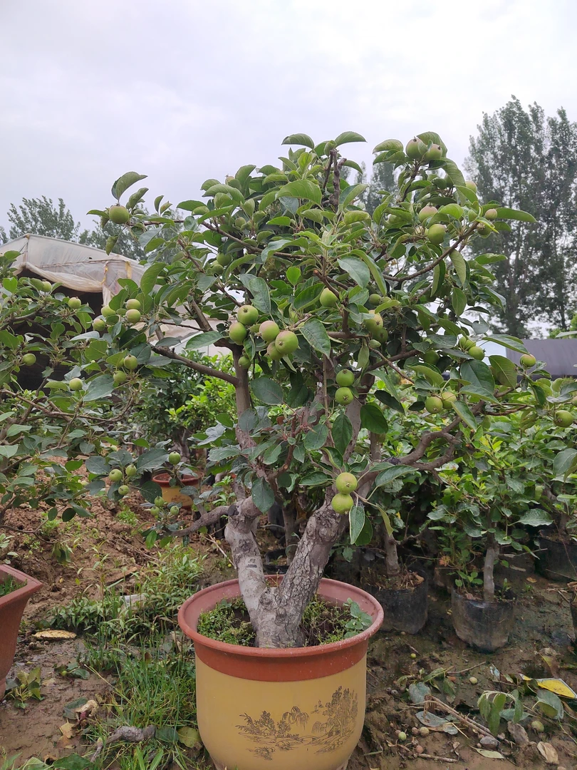 苹果盆景（一物一拍）木架包邮