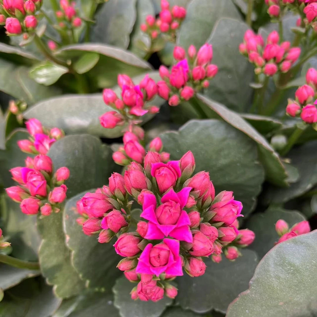 无品牌  紫霞仙子～长寿花室内阳台盆栽