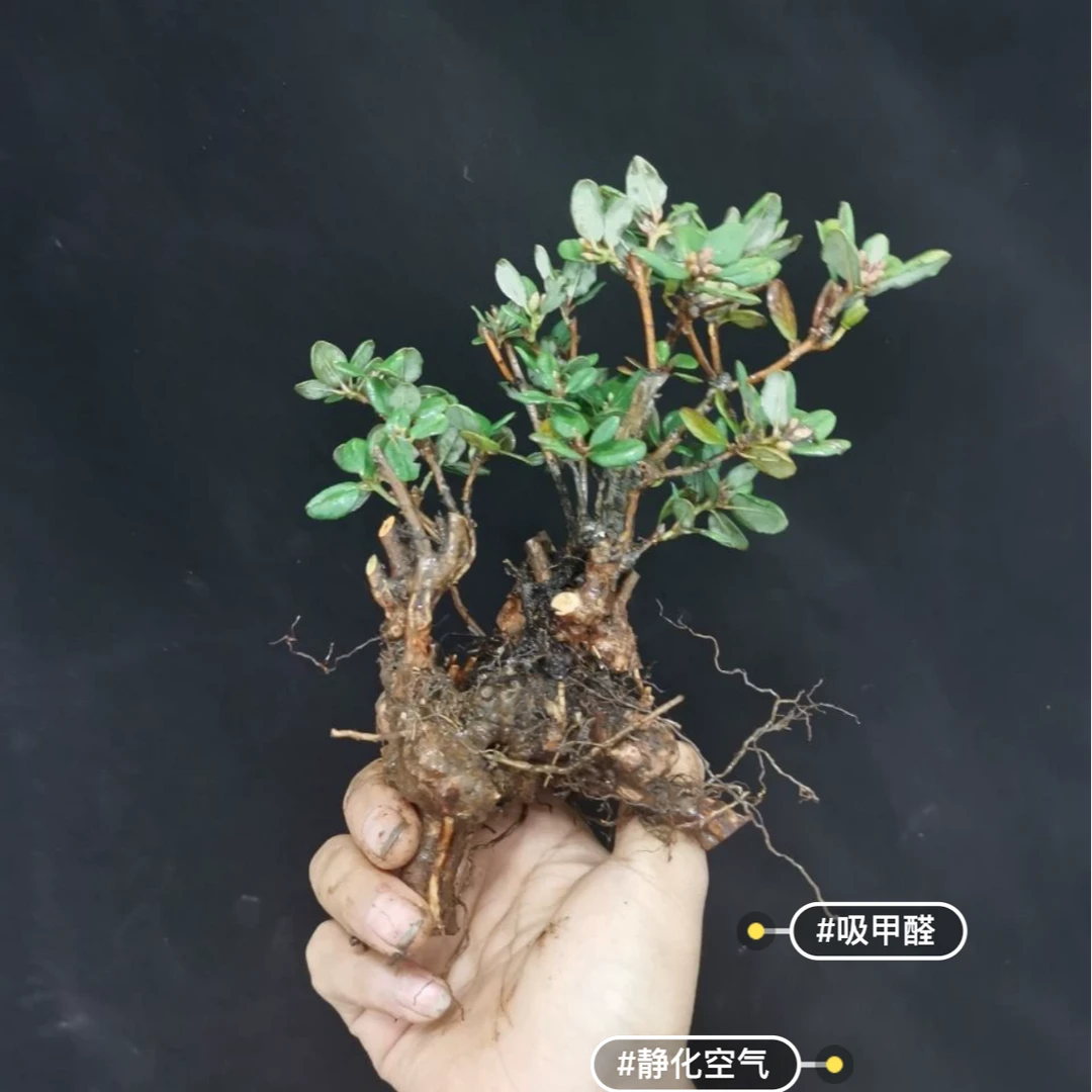 杜鹃盆景盆栽素材