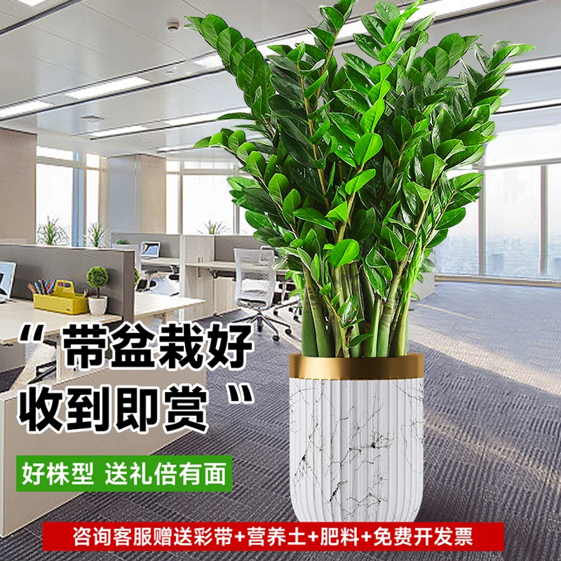 金钱树盆栽室内大盆植物客厅好养办公室绿植花卉钱串子树盆景