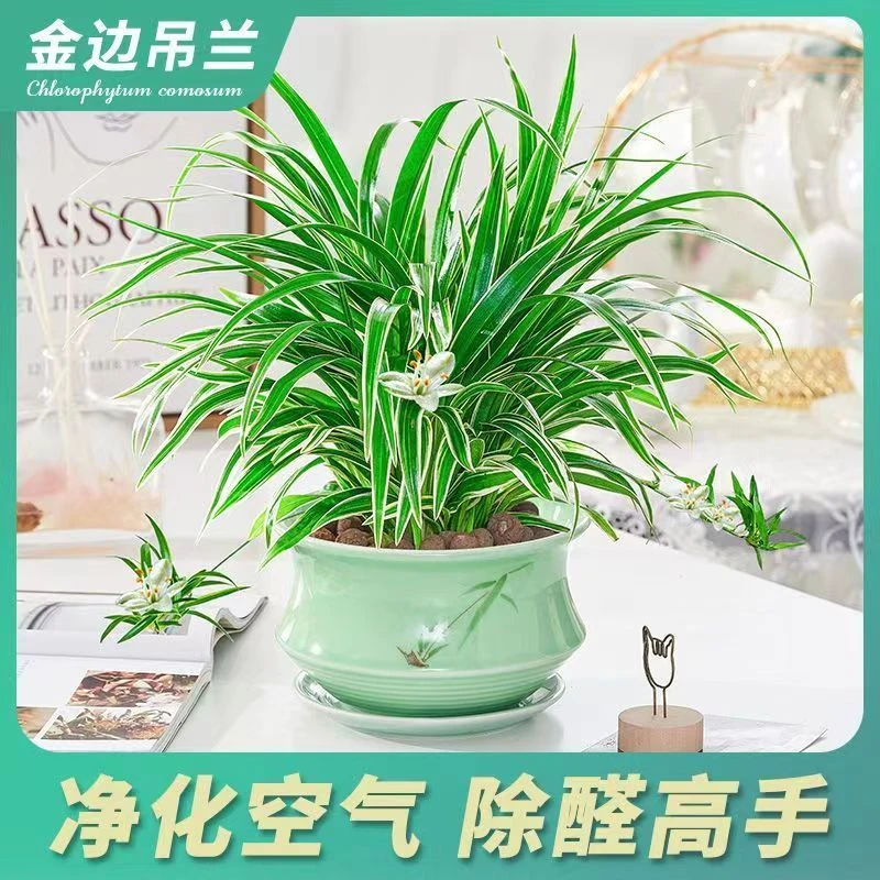金边吊兰花卉绿植小盆栽四季开花垂吊植物吸甲醛净化空气室内盆景