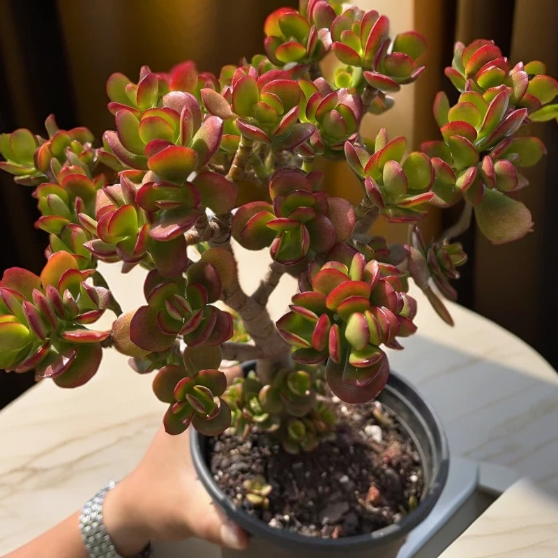 摇钱树YG幺妹新手多肉园艺 溯源基地发货 新手闭眼入 一单也包邮