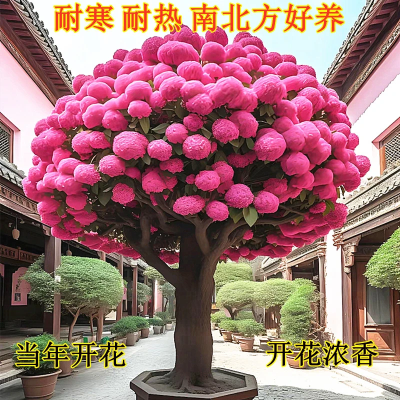 耐寒植物流苏树苗室外庭院风景树流苏花苗四月雪花卉盆栽好养的花