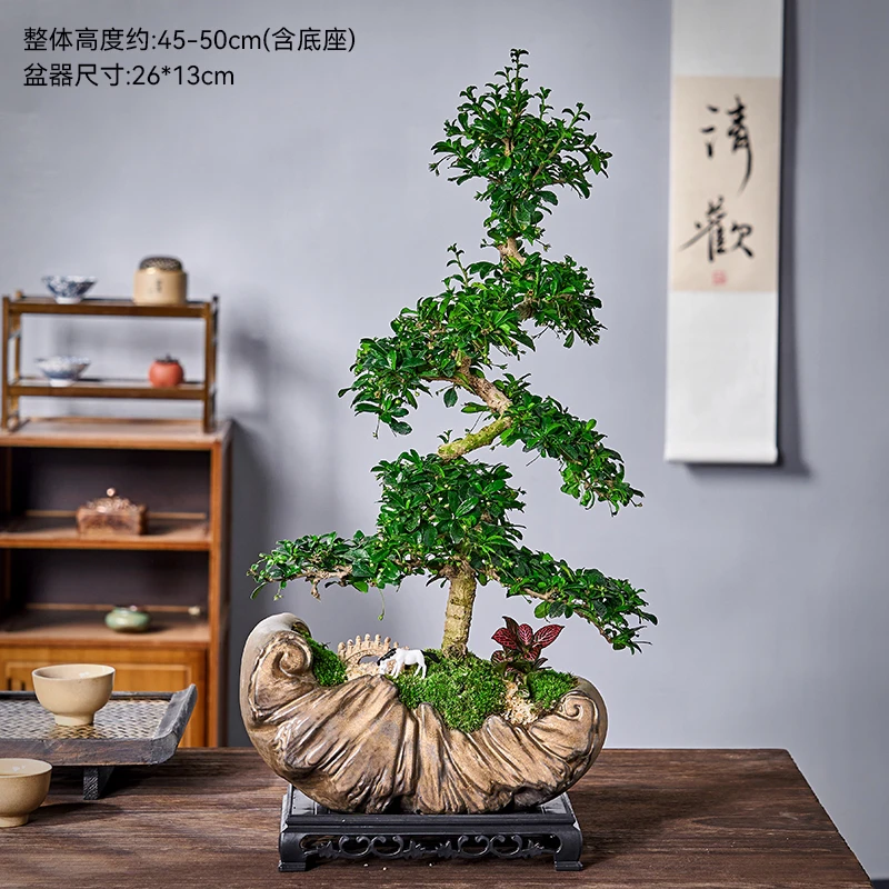 福建茶老桩盆景迎客造型室内办公桌植物四季常绿开花结果好养易活