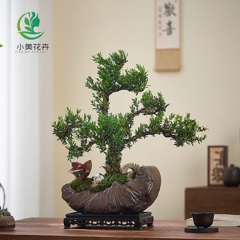 黄杨盆景矮霸精品真树植物客厅阳台室内造型绿植名贵老桩小叶黄杨