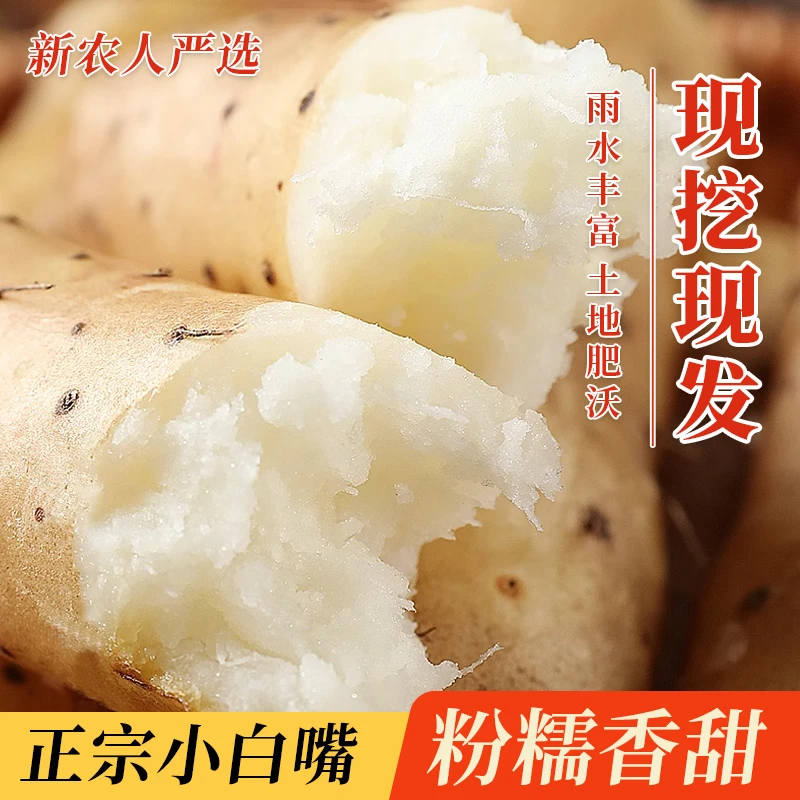 正宗河北保定特产小白嘴麻山药3-5斤原产地直发怀山药营养天然