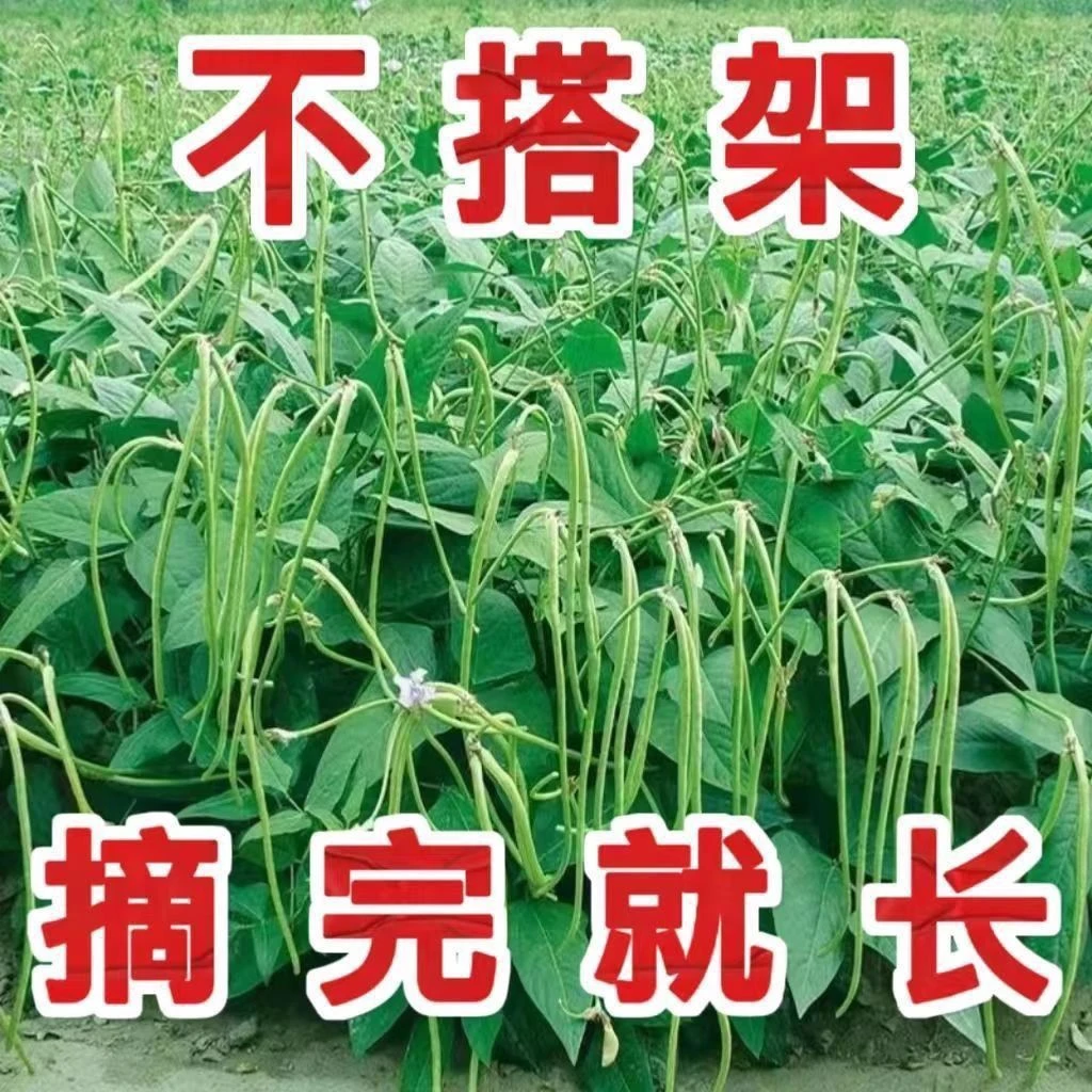 摘不败无架长豆角种不用搭架子的长豆角蔬菜四季种植
