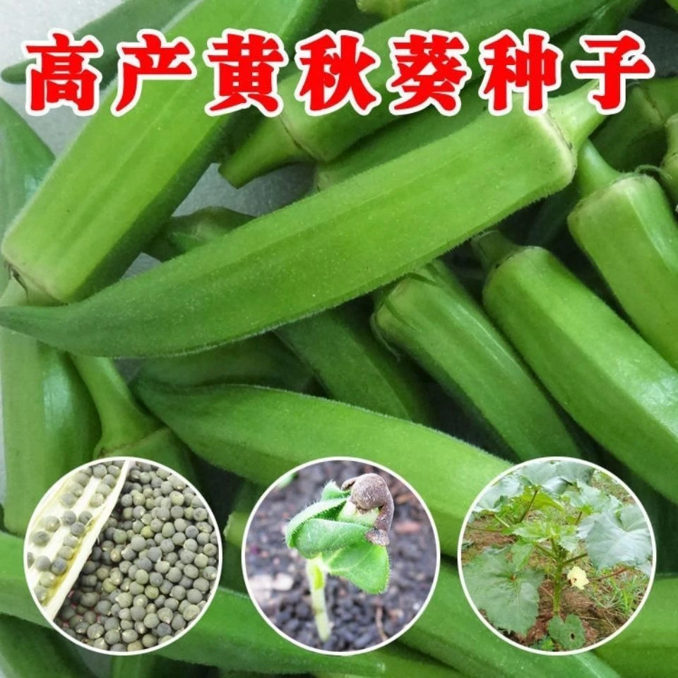 速生【秋葵孖】四季播种高产黄秋葵孖农家阳四季种植