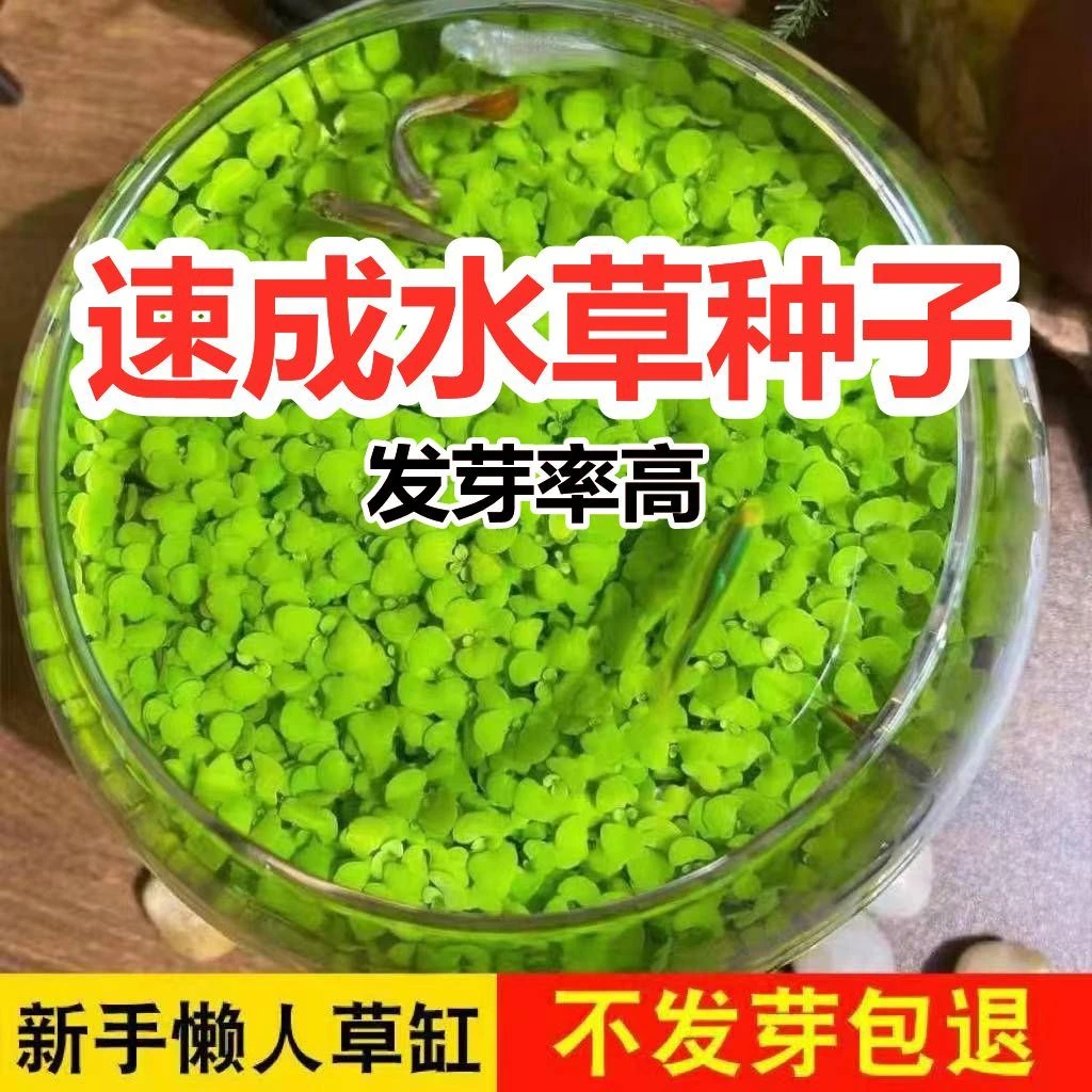 水草种子水草泥生态家用创意鱼缸玻璃瓶水培四季种植