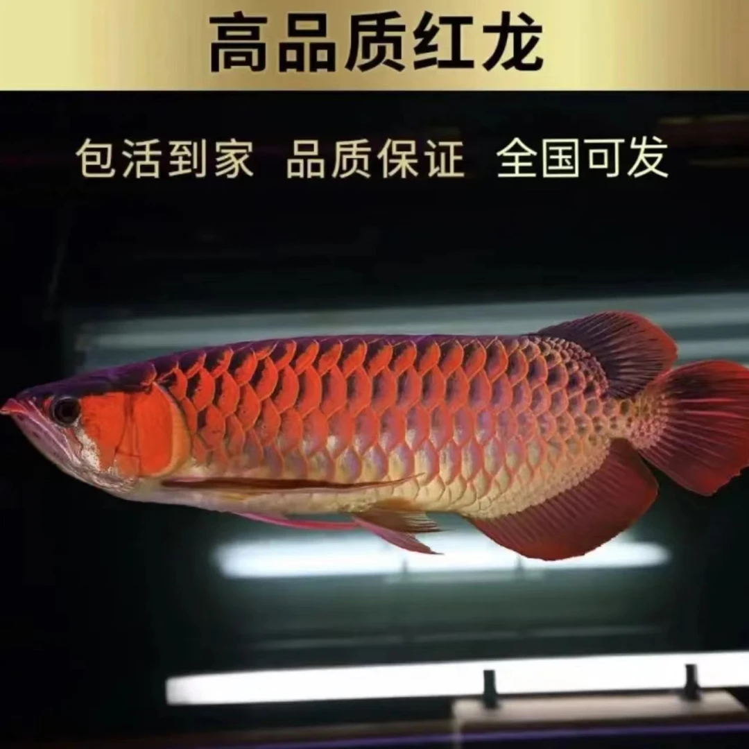 印尼红龙纯血绿皮辣椒红龙活体观赏鱼