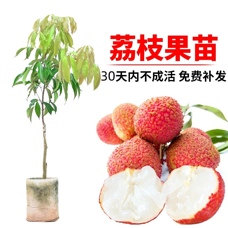 广西灵山正宗嫁接荔枝苗品种：妃子笑，无核，桂味，仙进奉，对版包邮