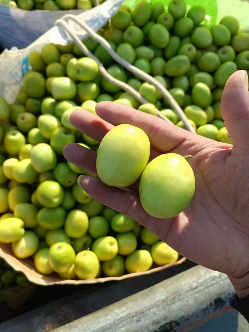 【袋】云南牛奶珍珠脆枣 5斤左右 仅大同市云冈区 平城区可拍