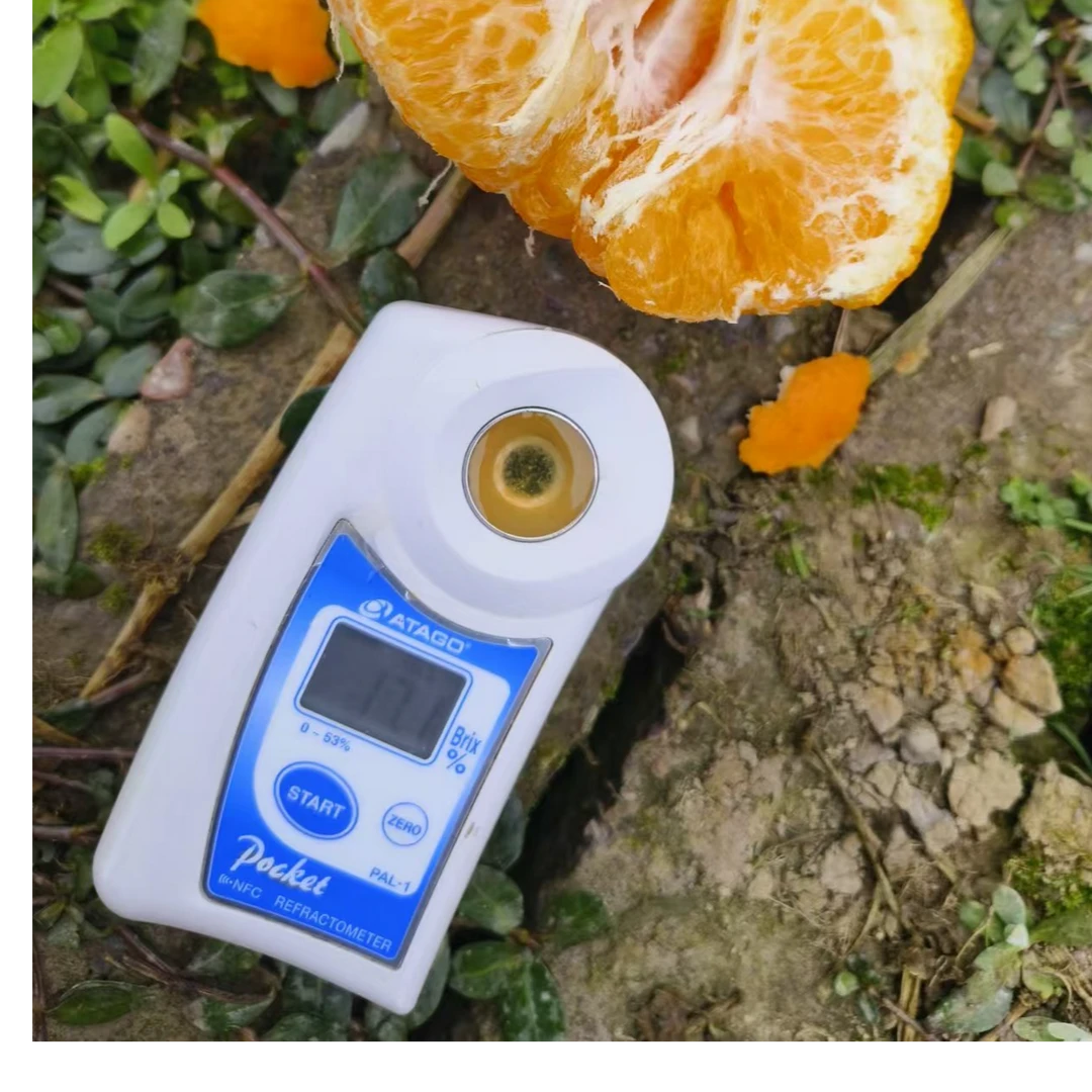 四川蒲江春见耙耙柑新鲜现摘