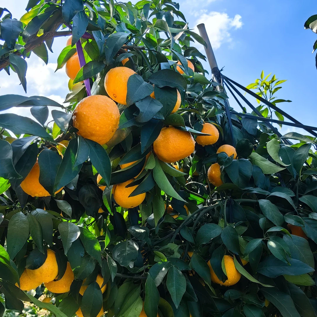 爱媛38号果冻橙新鲜薄皮水果现摘现发精选大果