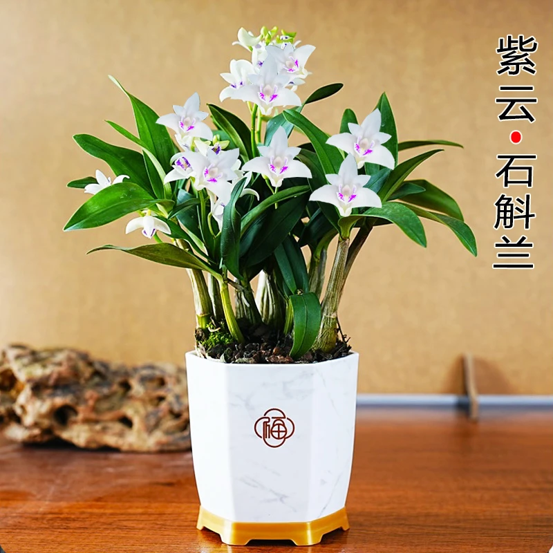 紫云泼墨香水石斛兰 冬季带花苞开花香室内阳台掌上花卉绿植盆栽