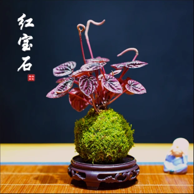 红宝石苔藓球红美人皱叶椒草盆栽绿植物室内耐阴红叶净化空气植物
