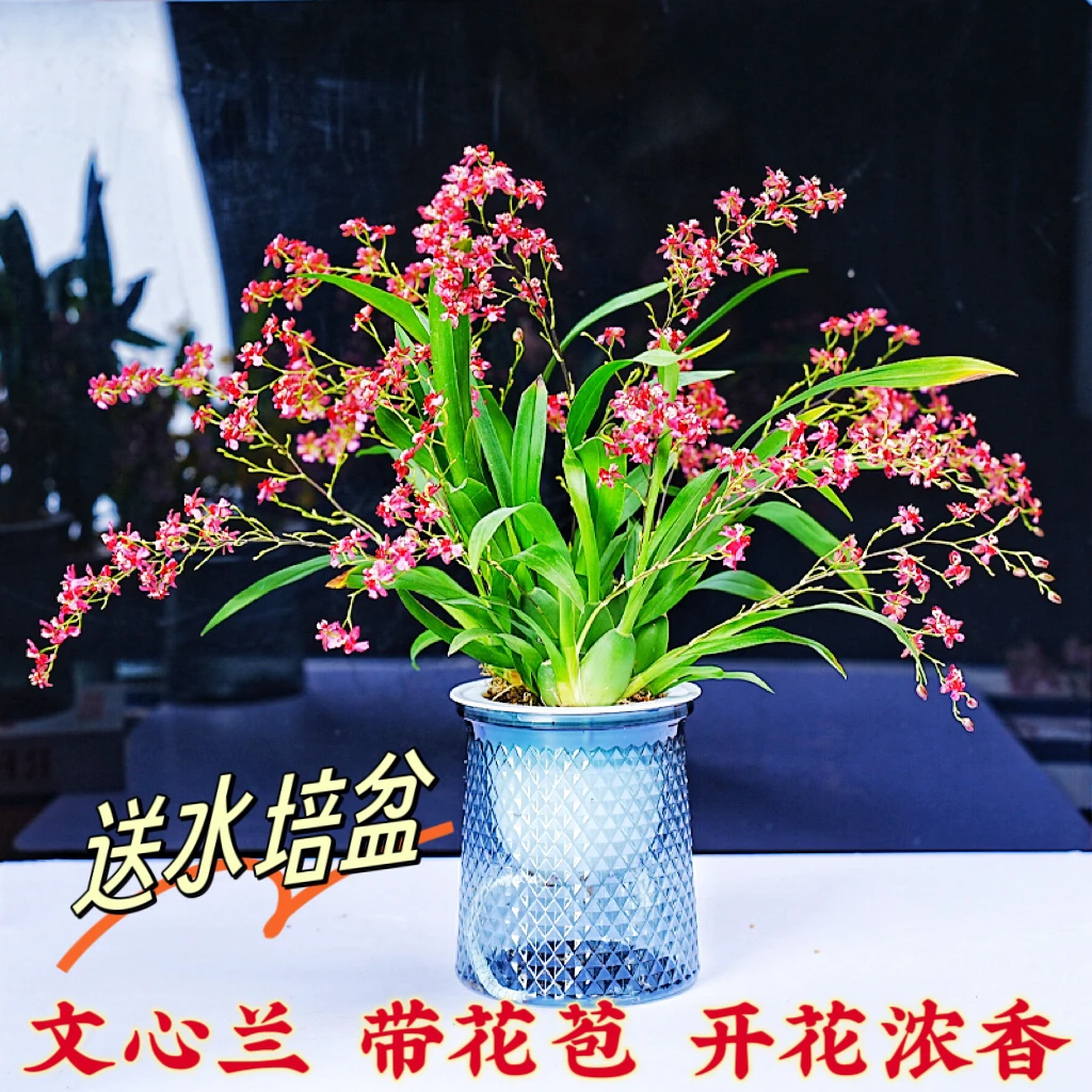 3种颜色香水兰带多枝花红黄粉色浓香梦香文心兰室内花卉懒人水培