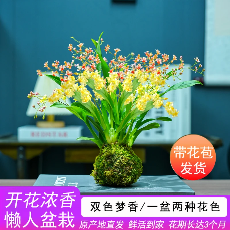 带花苞 双色梦香文心兰苔藓球开花浓香可水培室内客厅禅意小花卉