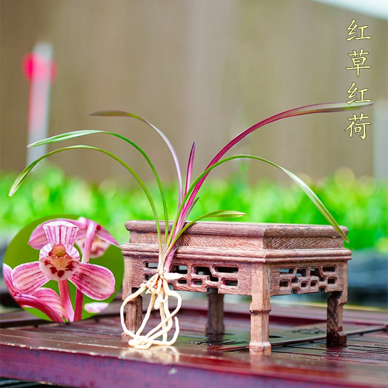 名贵兰花苗盆栽红草红荷网红草 四季建兰精品客厅高档迷你红花