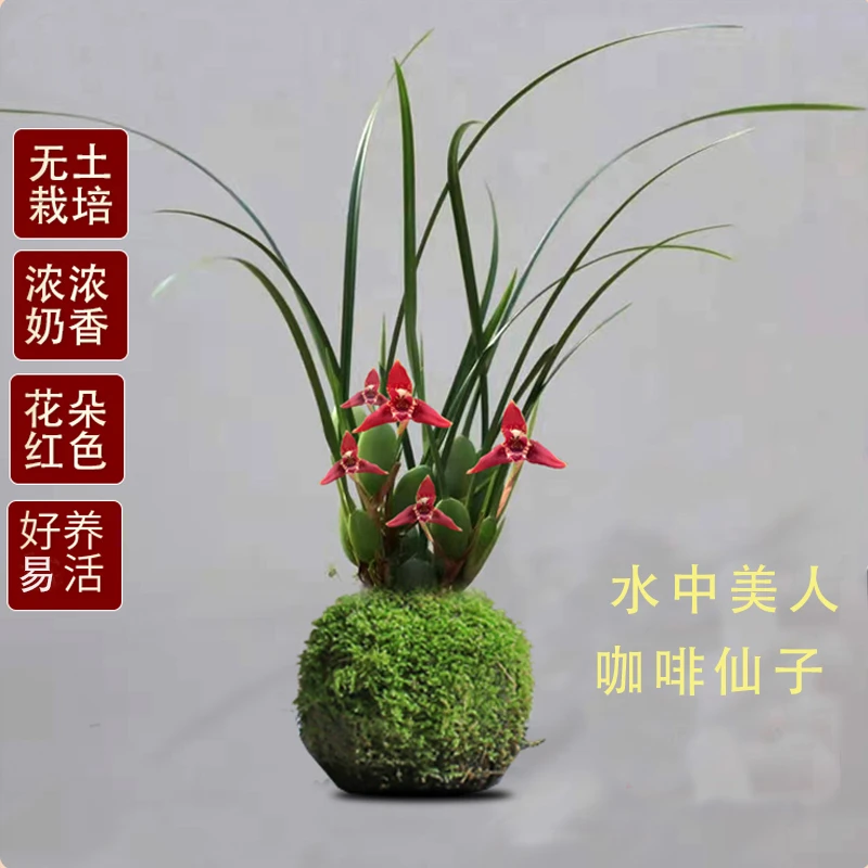 带花水中美人香水咖啡仙子苔藓球带花开花香可水培室内花